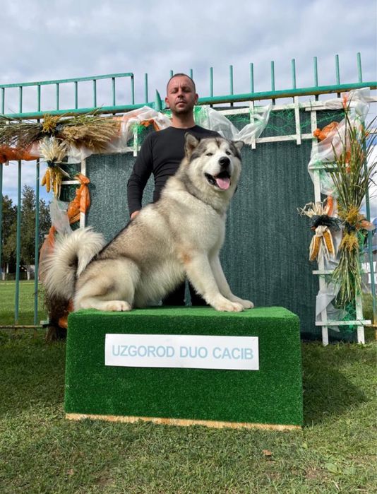 В’язка маламут. Юний чемпіон Украіни.