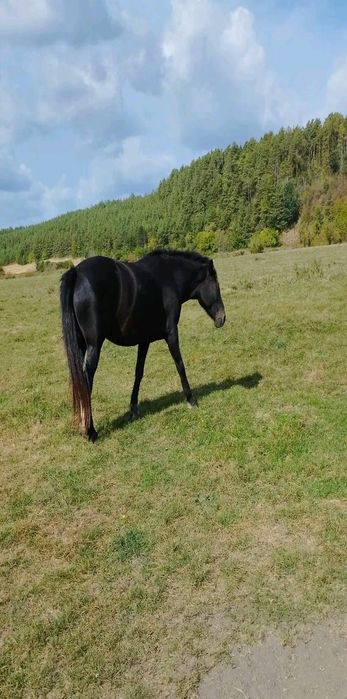 Кобила 5 років спокійна