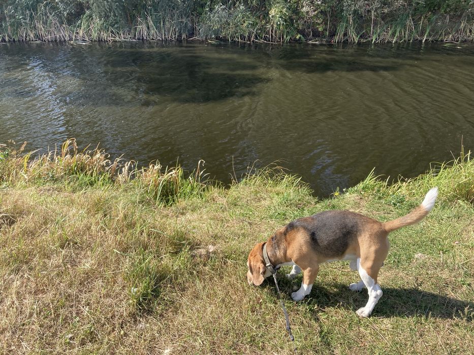 Перетримка,передержка, для котів та собак