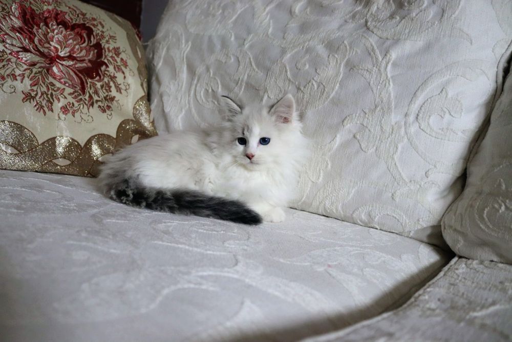 Piękny Kocurek Neva Masquerade po International Champion