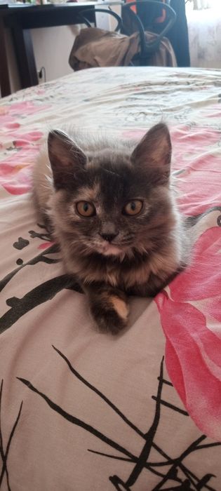 Кошечка британка