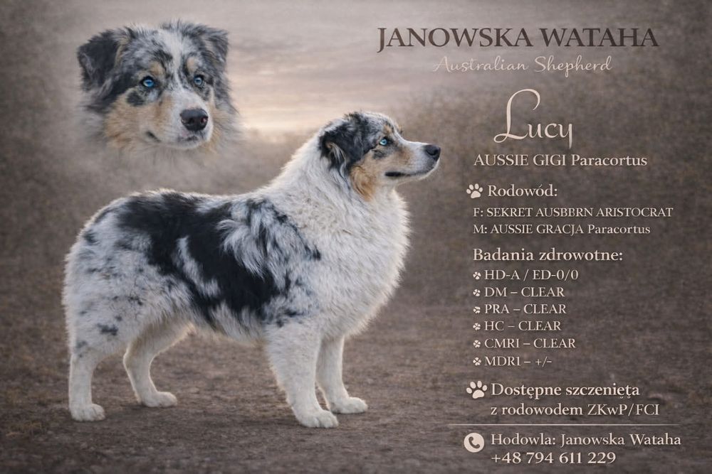 Owczarek australijski suczka