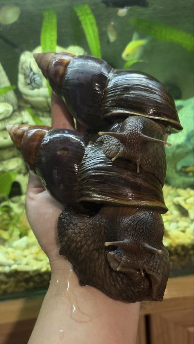 Ахатина Фуліка Стандарт равлики косметологія snail therapy collagen