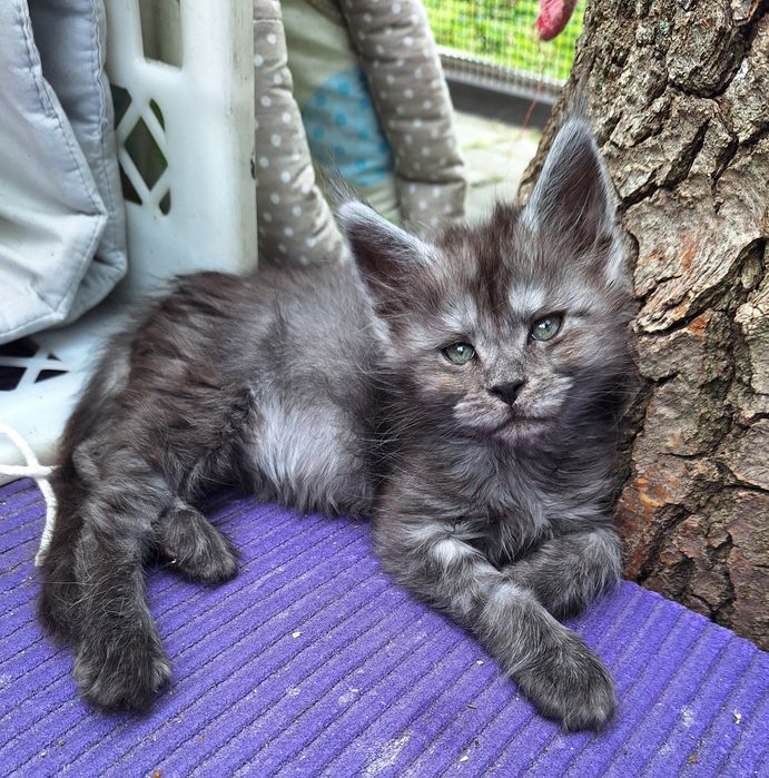 Mainecoon czarna dymna koteczka