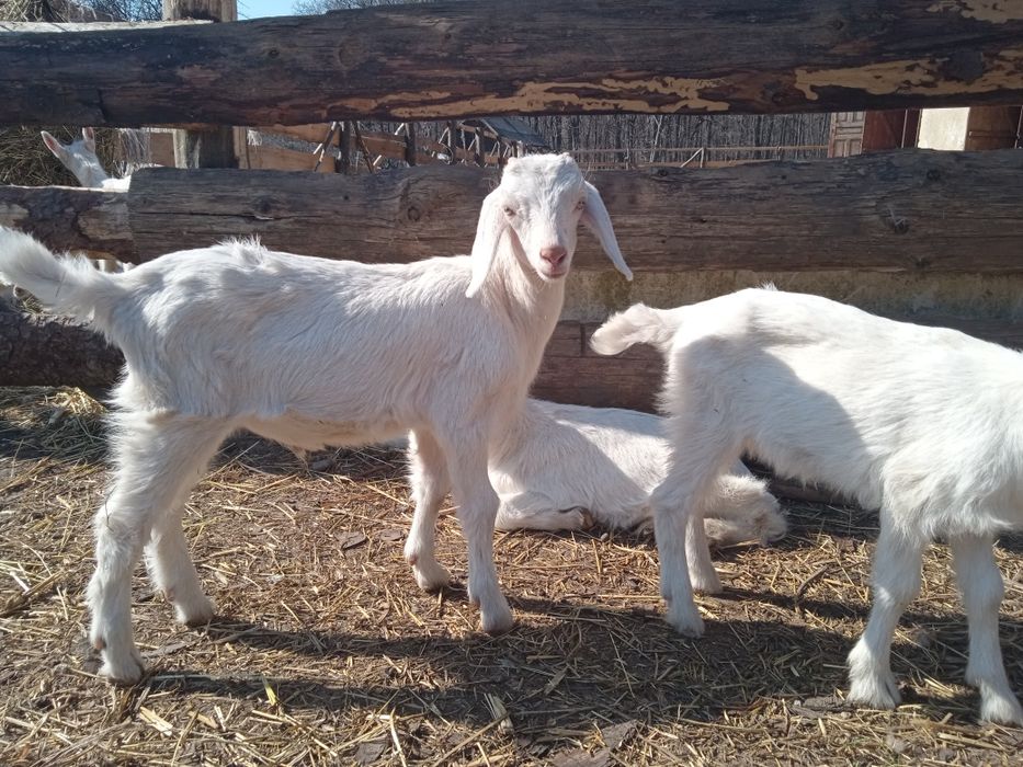 Породисті козинята (коза, цап, козочка, цапок)