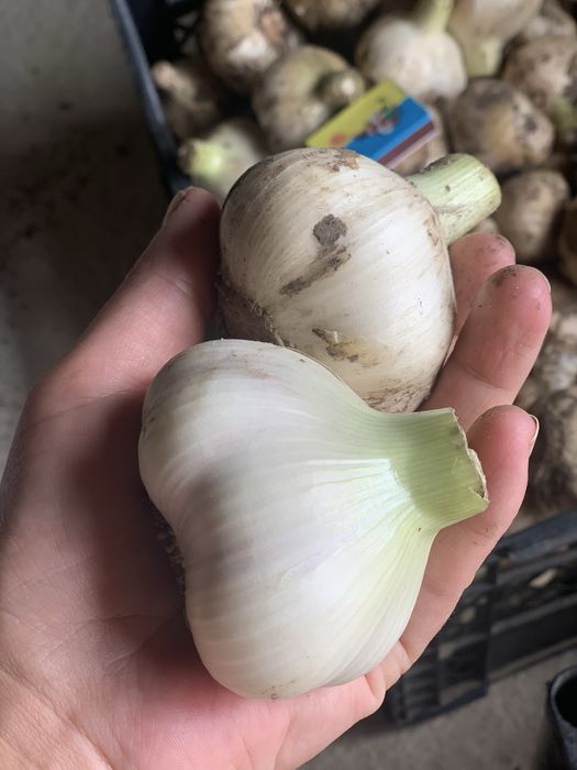Продам свіжий часник