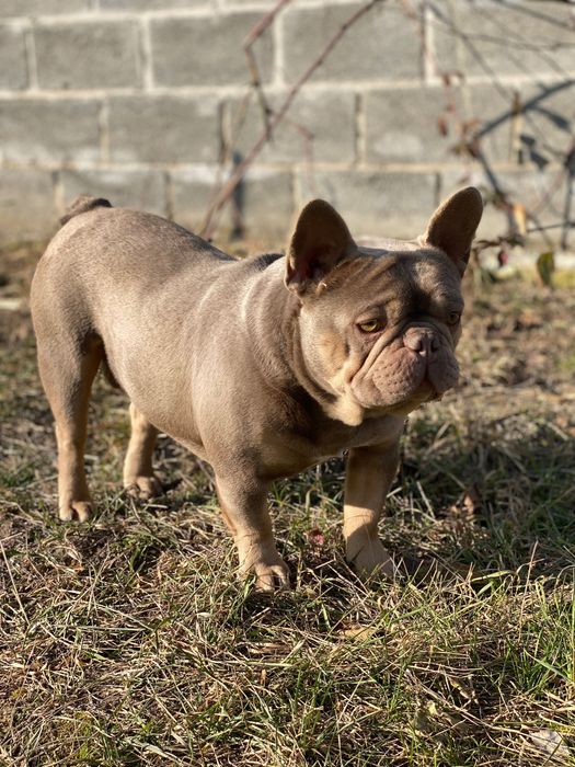 Французький бульдог вʼязка