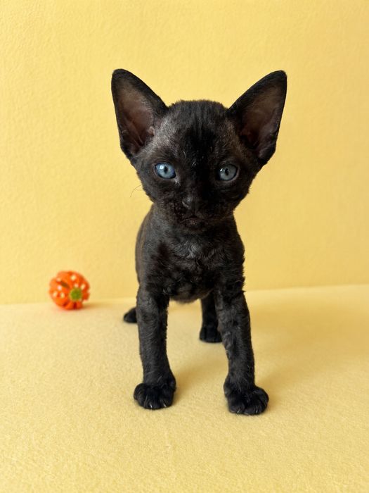 Кішечка Девон Рекс/Devon Rex