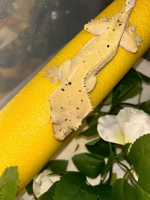 Gekon orzęsiony Light Yellow/Brown Base Dalmatian patternless samiec
