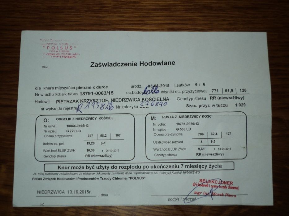 prosięta mięsne po knurze pietrain x duroc