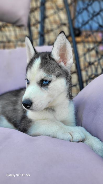 Siberian Husky Błekitne Oczy  Śliczny Maluch