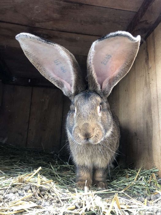 Продам кролики  разные виды