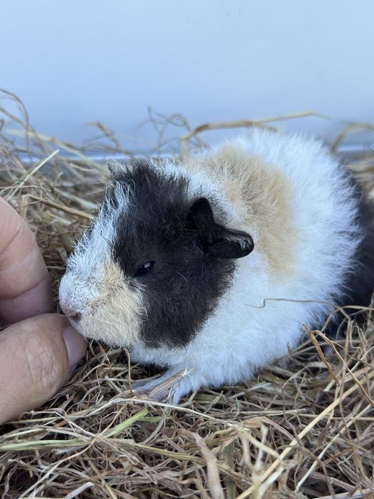 Casal us teddy raça rara