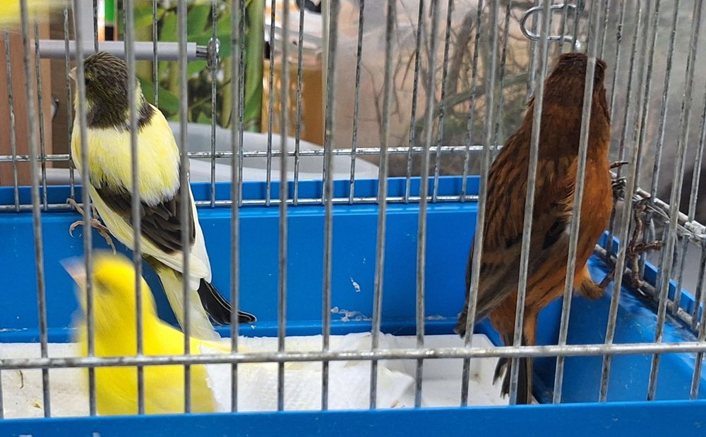 Kanarek kanarki samce