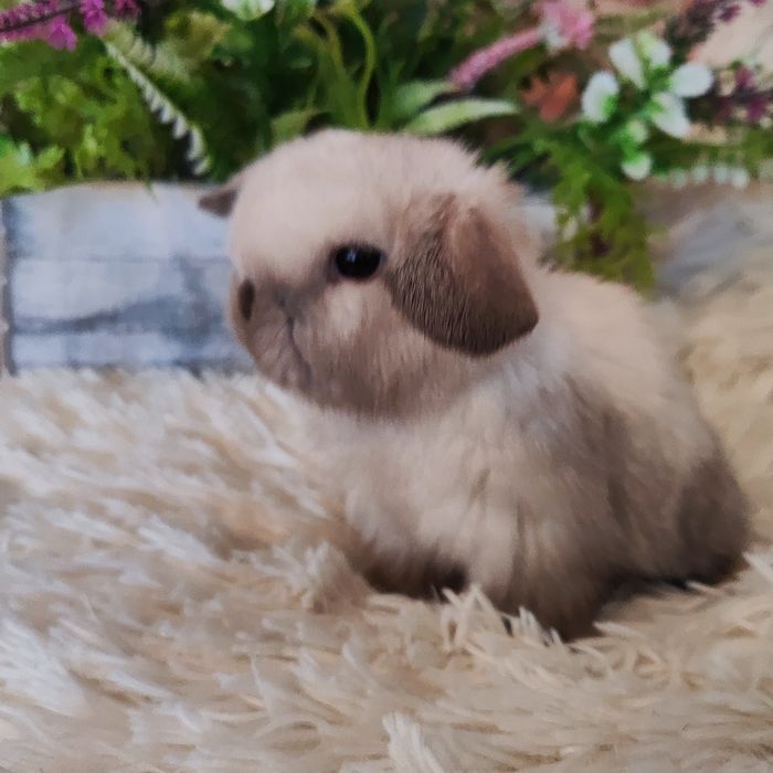Króliki Mini Lop