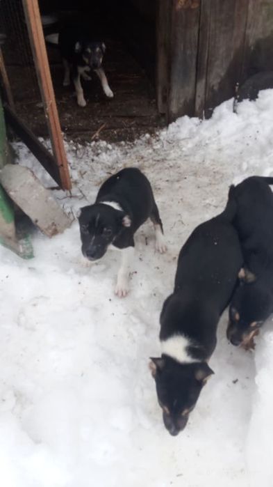 Срочно щенки в добрые руки