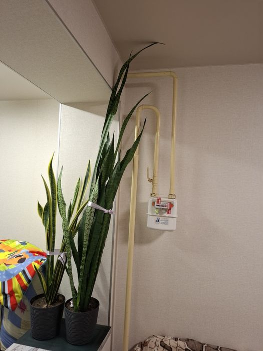 Сансивиерия 1.5 метра Самовывоз