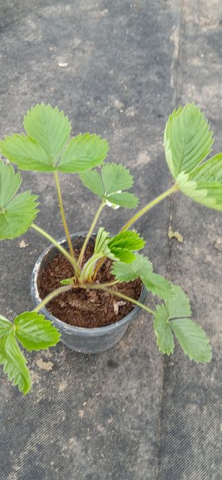 Кущова суниця,ремонтантна