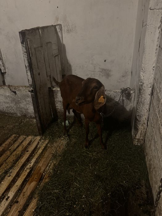 Koza anglonubijska