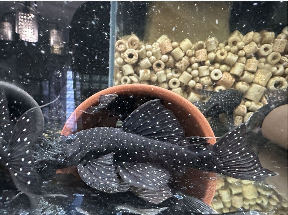 Ancistrus L184 L107 F1 3,5-4cm