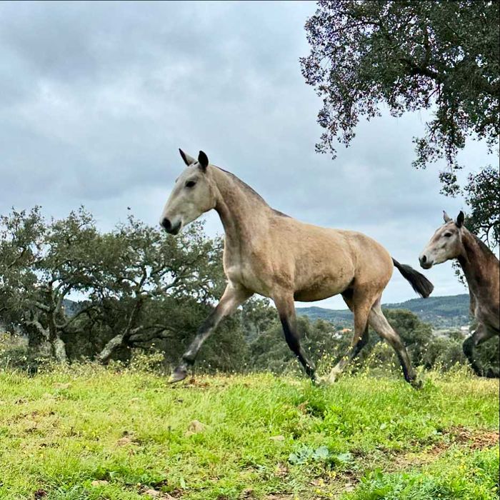Égua Lusitana com 4 anos filha do Morante SS