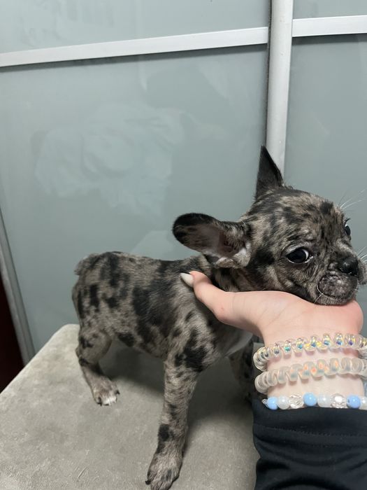 Цуценята французького бульдога