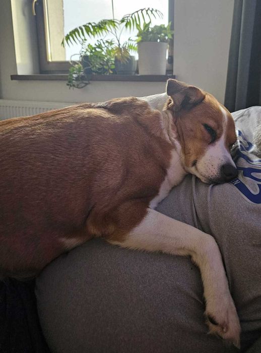 Myszka do adopcji