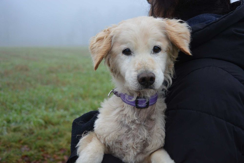 Franek – spokojny, wdzięczny pies szuka domu na zawsze