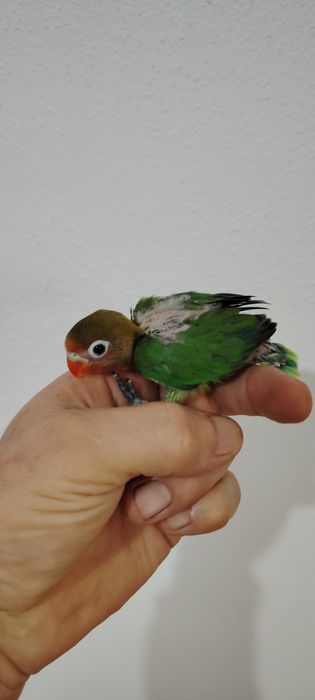 Agapórnis Fischer Opalinno