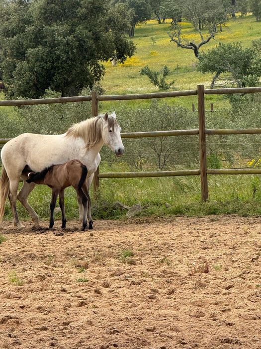 Venda de cavalos ,potros, e burros bem tratados.