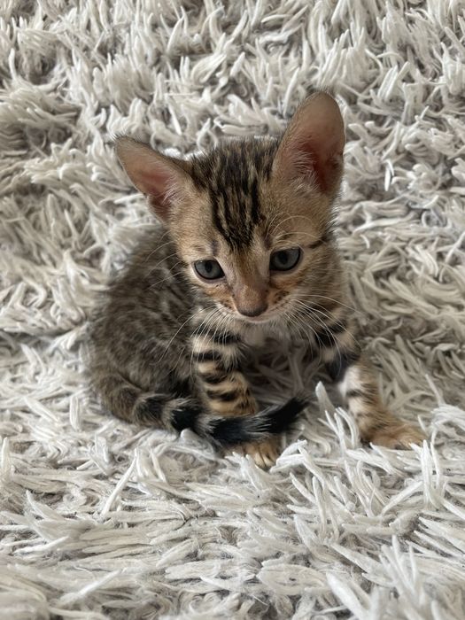 Бенгальські котики