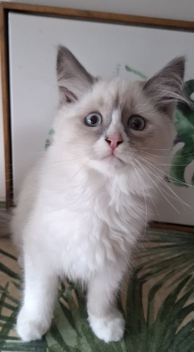 Kocurek Syberyjski WCF