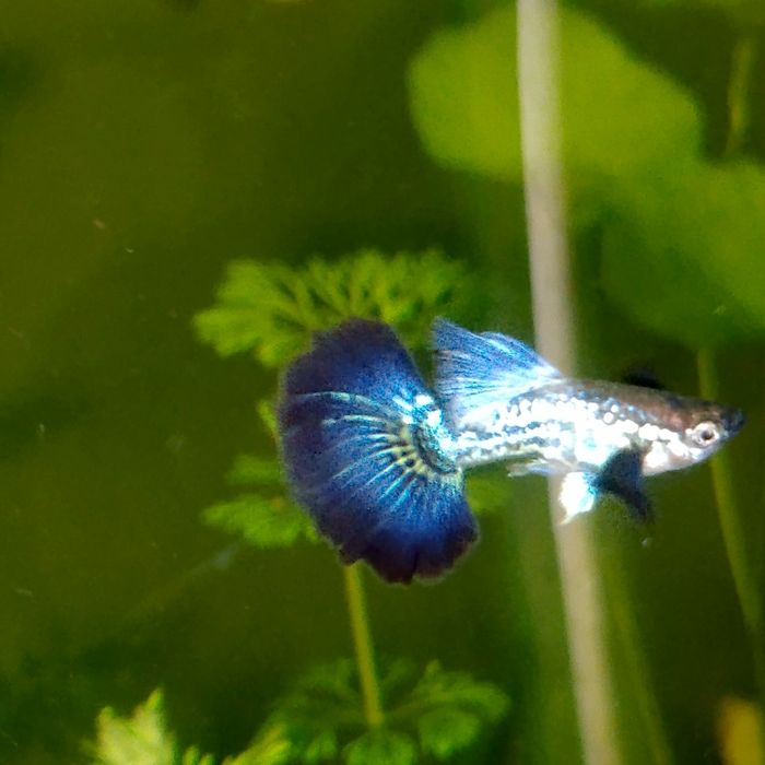 Gupiki Blu Dragon