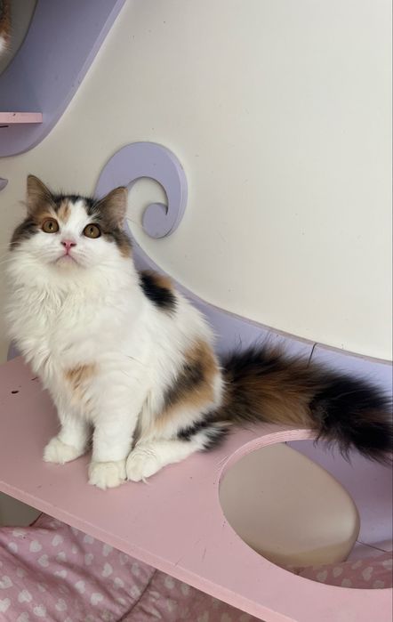 Fêmea Haighland straight/