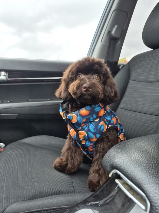 Мальтипу. Девочка