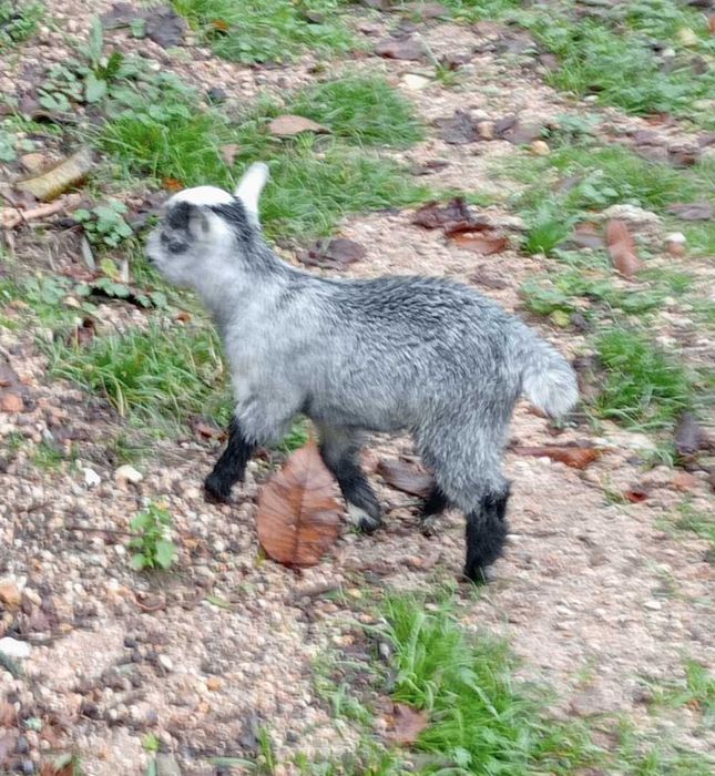 Cabrito anão/israelita com 4meses