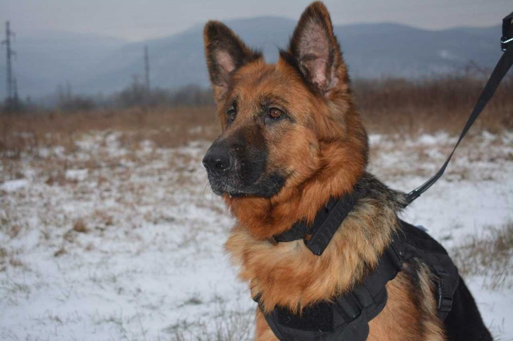 Продаються цуценята німецької вівчарки