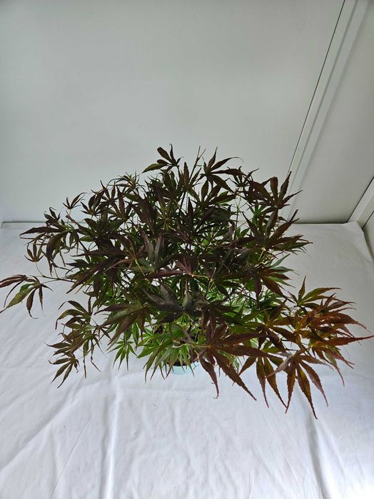 Klon palmowy Pave Dave 75cm C3 – czerwony przebarwiający się