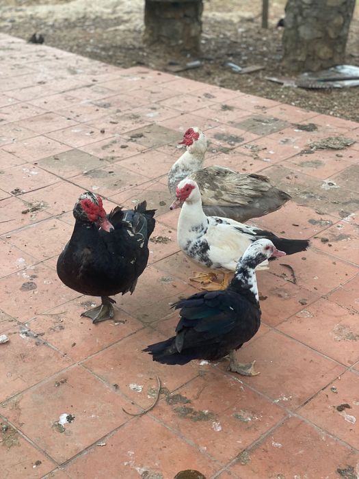 Patos mudos vários tamanhos