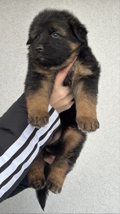 Цуценятка німецької вівчарки КСУ