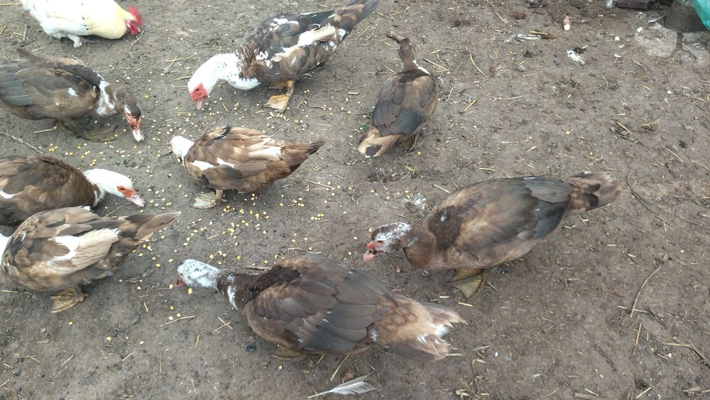 Продам качок шипунів