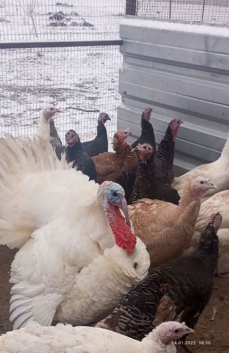 Інкубаційне яйце індиків помісь порід