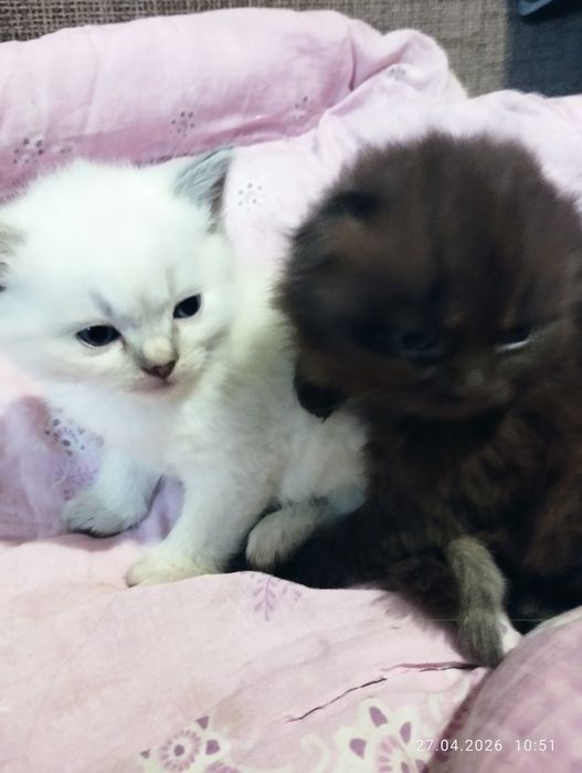 Продам місячних кошенят!