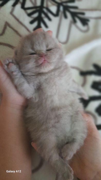 Британские котята