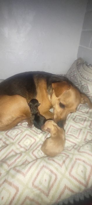 Пражські крисарикі цуценята