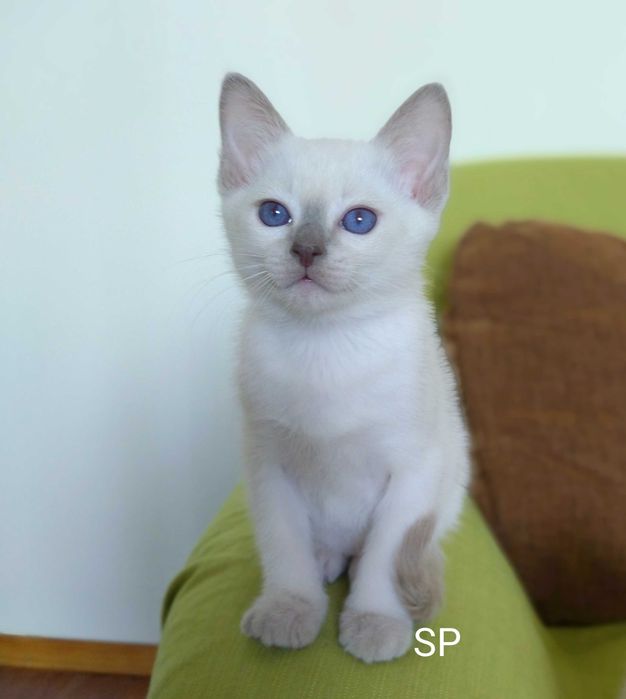 Котята тайские, истинные аристократы.