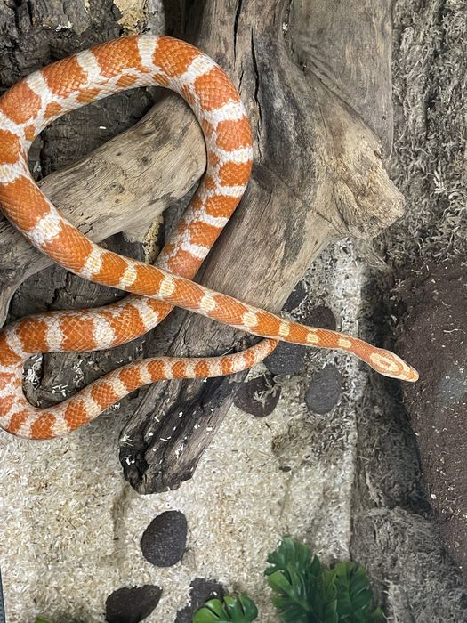 Wąż zbożowy amel albino samica