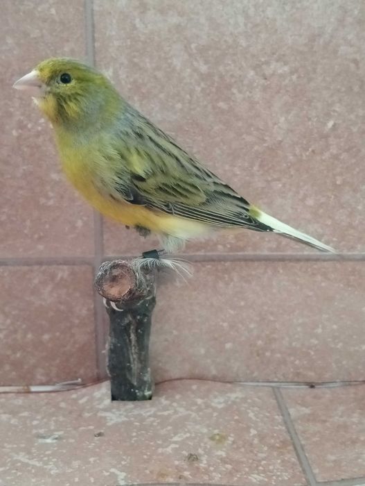 Canários timbrado espanhol