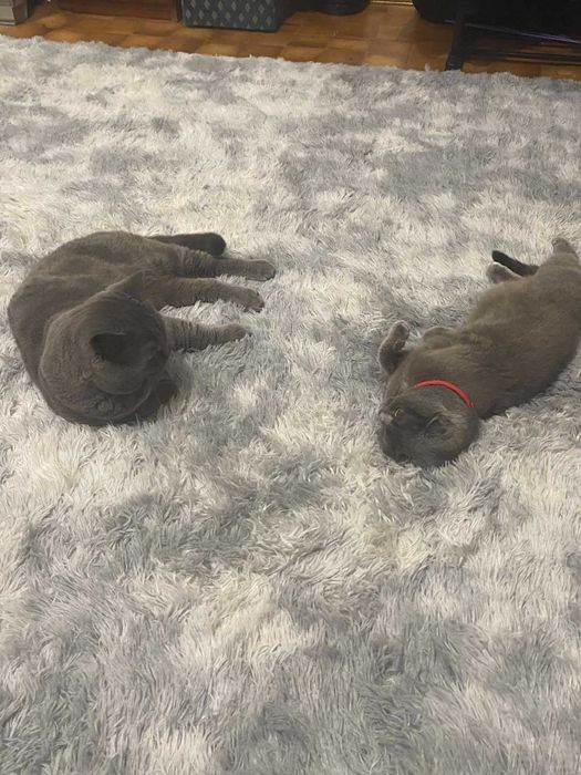 В'язка кота британець самовивіз або розгляну продаж кота. Породистий