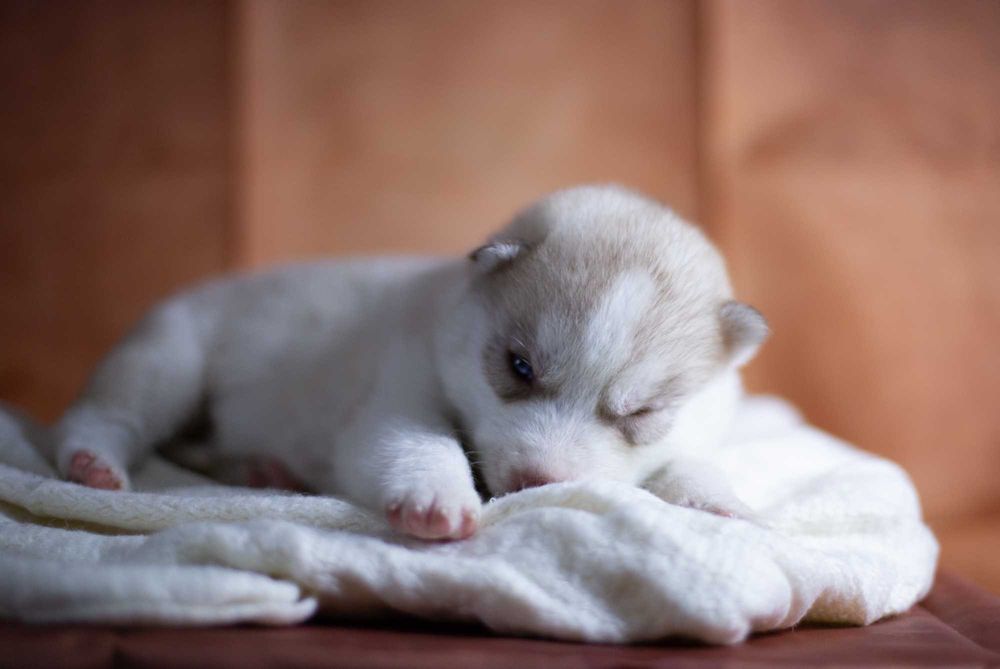 Щенок хаски голубоглазый